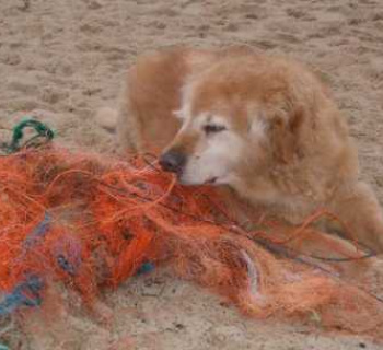 Die Hundestrände auf Sylt - Hier kann man mit Hund ans Meer