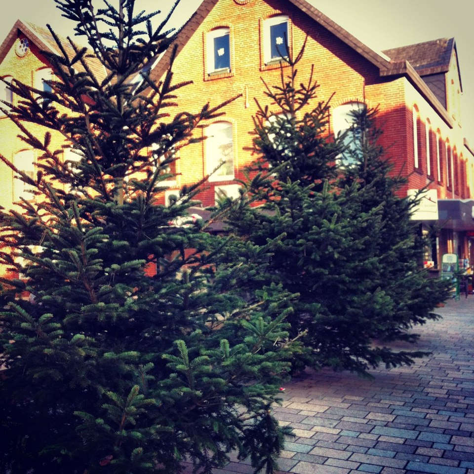 Gemeinde Sylt holt Weihnachtsbäume ab