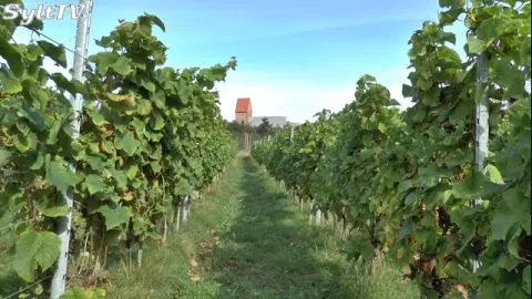 Weinanbau auf Sylt
